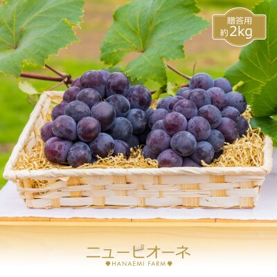 花笑み農園 岡山の『ニューピオーネ』約2kg(3~4房)P-2