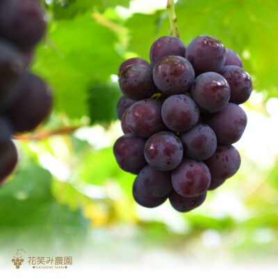 花笑み農園 岡山の『ニューピオーネ』約2kg(3~4房)P-2