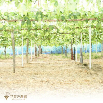 花笑み農園 岡山の『ニューピオーネ』約2kg(3~4房)P-2