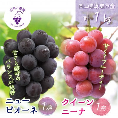 【2026年先行受付】岡山　花笑み農園の『ニューピオーネ&クイーンニーナ』1kg(2房)　PQ-1