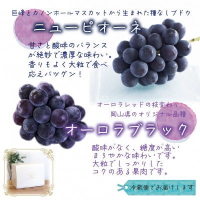 岡山　花笑み農園の『ニューピオーネ&オーロラブラック』1kg(2房)　PA-1【9月上旬～順次発送】
