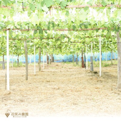 岡山　花笑み農園のブドウ 『シャインマスカット』800g～1kg(大1房)S-大1