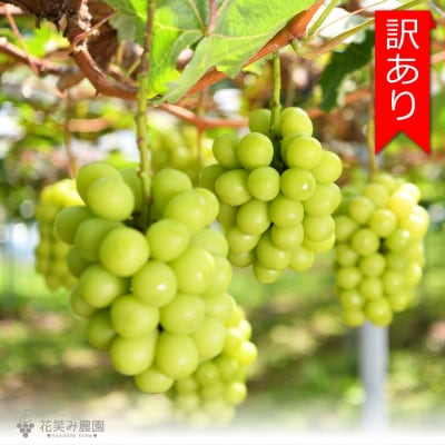 岡山　花笑み農園のブドウ 『訳ありシャインマスカット』1kg　WS-1