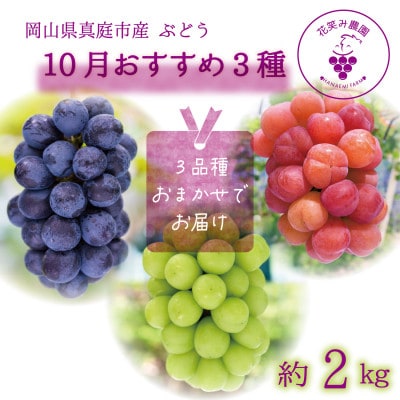 岡山　花笑み農園のブドウ『10月おすすめ 3種セット』(3房)3M-2L【10月～順次発送】