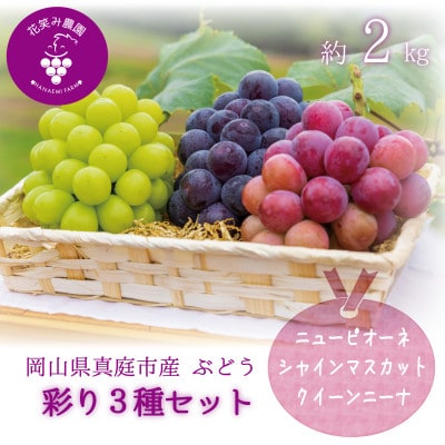 岡山　花笑み農園『彩り3種セット』(シャイン、クイーンニーナ、ピオーネ)(3房)3M-2　9月中旬～