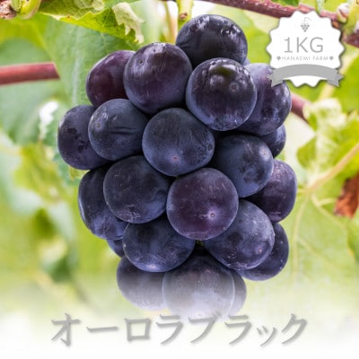 花笑み農園 岡山のブドウ 『オーロラブラック』1kg(2房)A-1