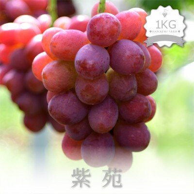 岡山　花笑み農園のブドウ『紫苑』1kg(2房)E-1
