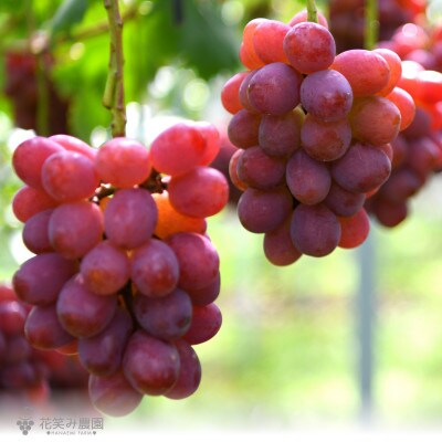 岡山　花笑み農園のブドウ『紫苑』1kg(2房)E-1