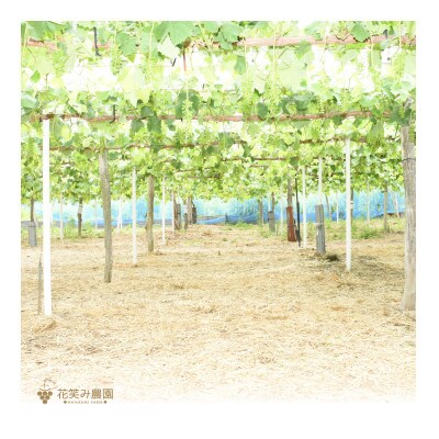 岡山　花笑み農園のブドウ『紫苑』1kg(2房)E-1