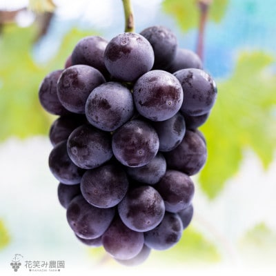 岡山　花笑み農園の『ニューピオーネ&ピオーネワイン&ピオーネエール&果実の飲む酢ピオーネ』P-WAN