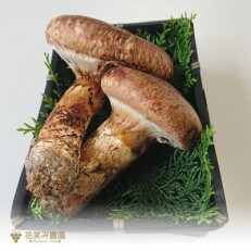 花笑み農園の岡山県産　訳あり『松茸』　松茸200g　2～6本