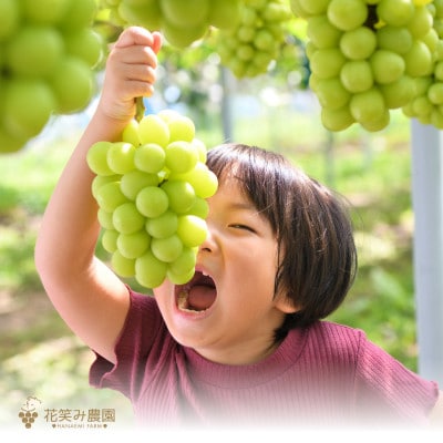 岡山　花笑み農園のブドウ『シャインマスカット』約2kg(3～4房)S-2