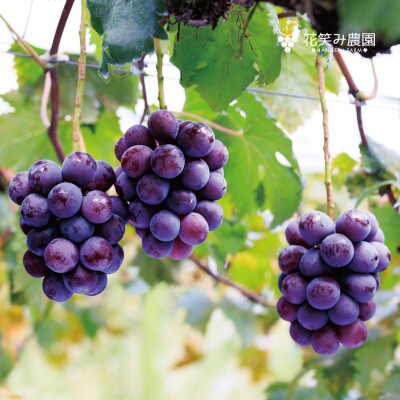 【岡山県産】花笑み農園『ニューピオーネ』1kg(2房)　P-1　【9月上旬～順次発送】
