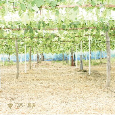 【岡山県産】花笑み農園の『ニューピオーネ』約2kg(3～4房)　P-2【9月上旬～順次発送】