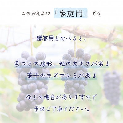 【2026年先行受付】岡山　花笑み農園の『BKシードレス』家庭用　約2kg(3～5房)　B-2家
