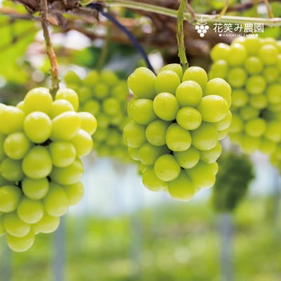 【岡山県産】花笑み農園 の『シャインマスカット』1kg(2房)　S-1　9月下旬～順次発送