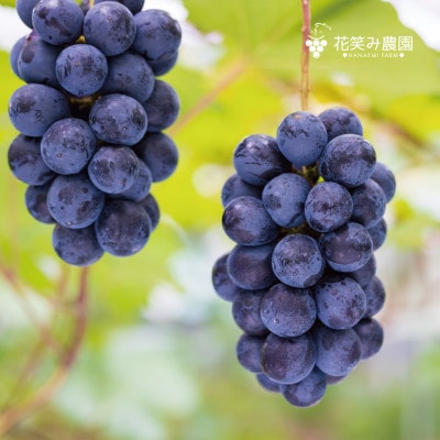 【岡山県産】花笑み農園の『BKシードレス』800g以上(大1房)　B-大1【9月中旬～順次発送】