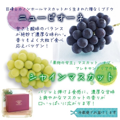 岡山　花笑み農園『ニューピオーネ&シャインマスカット』贈答用　約2kg　PS-2　9月中旬～順次発送