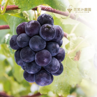 岡山県産　花笑み農園の『ニューピオーネ&オーロラブラック』1kg(2房)PA-1　9月上旬～順次発送