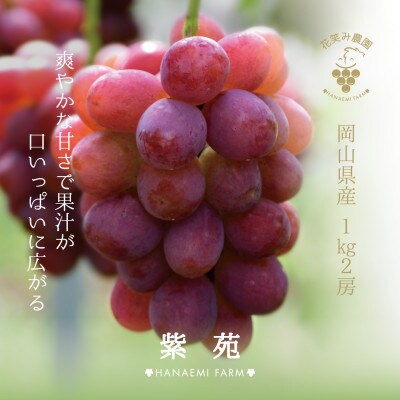 【岡山県産】花笑み農園のブドウ『紫苑』1kg(2房)　E-1【10月下旬～順次発送】
