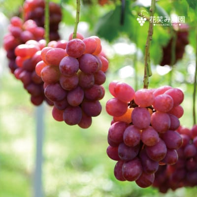 【岡山県産】花笑み農園のブドウ『紫苑』1kg(2房)　E-1【10月下旬～順次発送】