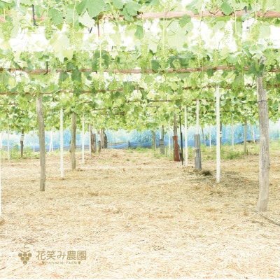 【岡山県産】花笑み農園のブドウ『紫苑』1kg(2房)　E-1【10月下旬～順次発送】