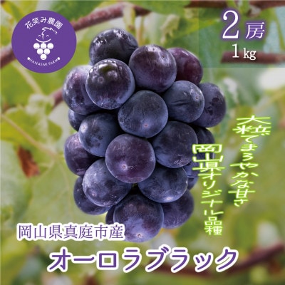 【2026年先行受付】岡山　花笑み農園のブドウ『オーロラブラック』1kg(2房)　A-1