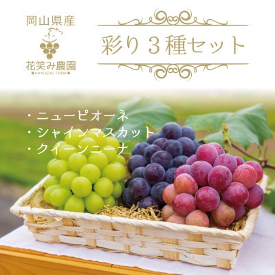 岡山県産　花笑み農園『彩り3種セット』シャイン、クイーンニーナ、ピオーネ　約2kg　9月中旬順次発送