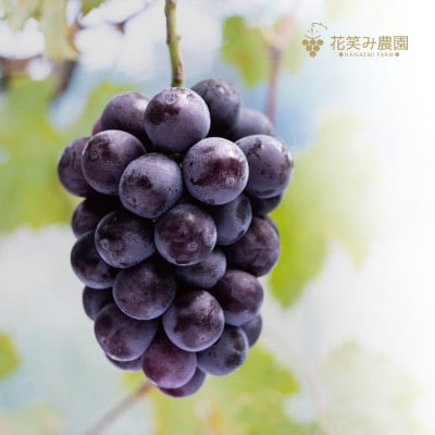 岡山県産　花笑み農園『彩り3種セット』シャイン、クイーンニーナ、ピオーネ　約2kg　9月中旬順次発送