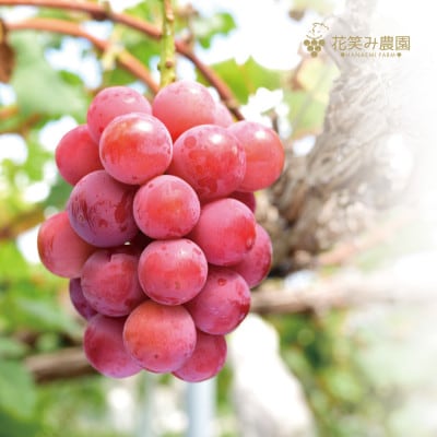 岡山県産　花笑み農園『彩り3種セット』シャイン、クイーンニーナ、ピオーネ　約2kg　9月中旬順次発送