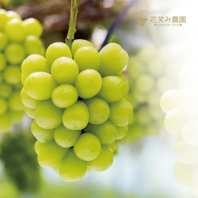 岡山県産　花笑み農園『彩り3種セット』シャイン、クイーンニーナ、ピオーネ　約2kg　9月中旬順次発送