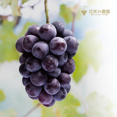 岡山　花笑み農園ピオーネと加工品セット『ピオーネ&ジャム&BKシードレスワイン&飲む酢』P-JWbN