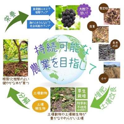 岡山　花笑み農園の『クイーンニーナ&シャインマスカット』1kg(2房)QS-1