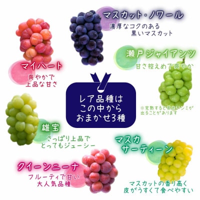 岡山　花笑み農園の『園主おすすめブドウ4種セット』贈答用　2kg(4房)4M-2R上【9月中旬～】