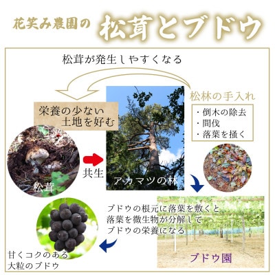 花笑み農園　岡山県産『松茸』　100g(1～3本)