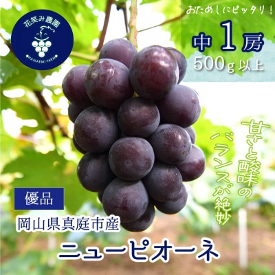 【2026年先行受付】岡山　花笑み農園の『ニューピオーネ』500g以上(中1房)　P-中1