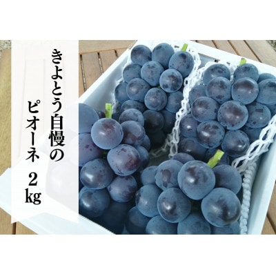 【きよとうファーム】ピオーネ 上級品3-5房入/計2kg～(岡山県産)