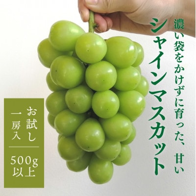 【きよとうファーム】シャインマスカット 1房入 /500g以上　(岡山県産)