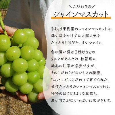 【きよとうファーム】【厳選品】大粒シャインマスカット1房/700g以上(岡山県産)