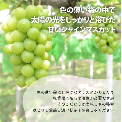 【2026年先行予約】【厳選品】大粒シャインマスカット1房/700g以上(岡山県産)