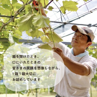 【きよとうファーム】【厳選品】大粒シャインマスカット1房/700g以上(岡山県産)