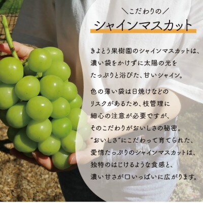 【きよとうファーム】シャインマスカット3-5房/計2kg～(岡山県産)