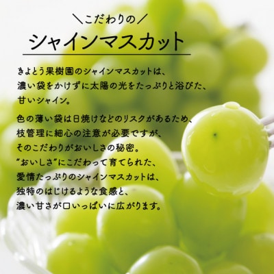 【きよとうファーム】シャインマスカット3-5房/計2kg～(岡山県産)