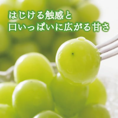 【2026年先行予約】シャインマスカット3-5房/計2kg～(岡山県産)