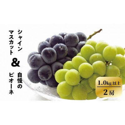 【きよとうファーム】ピオーネ&シャインマスカット詰合せ 2房入 /計1kg～(岡山県産)