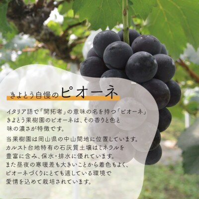 【きよとうファーム】ピオーネ&シャインマスカット詰合せ 2房入 /計1kg～(岡山県産)