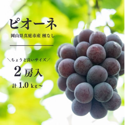 【きよとうファーム】ピオーネ 2房入り/約1kg(岡山県産)