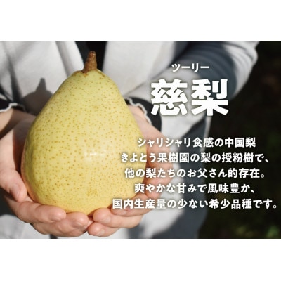 【きよとうファーム】慈梨(ツーリー梨)上級品/4-6玉入(岡山県産)