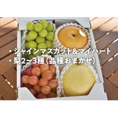 【きよとうファーム】シャインマスカット&マイハートと梨2種詰め合わせ(岡山県産)