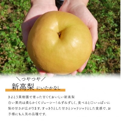 【きよとうファーム】新高梨 上級品/3-6玉入(岡山県産)